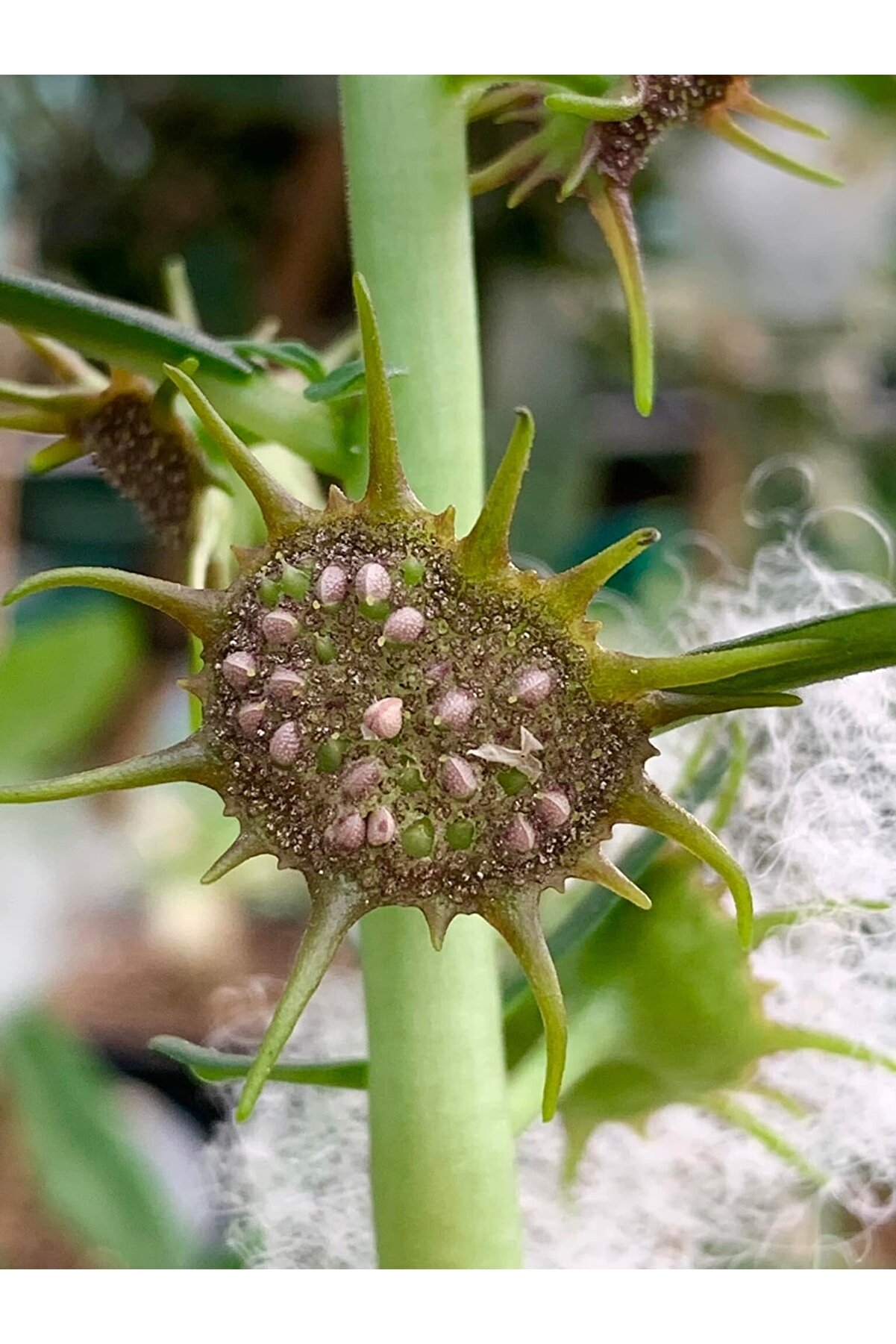 10 Adetli̇k Paketlerde Karışık Dorsteni̇a Tohumları (Horwodoi̇i̇,Cri̇spa Yellow Spotted,Foeti̇da Ssp)