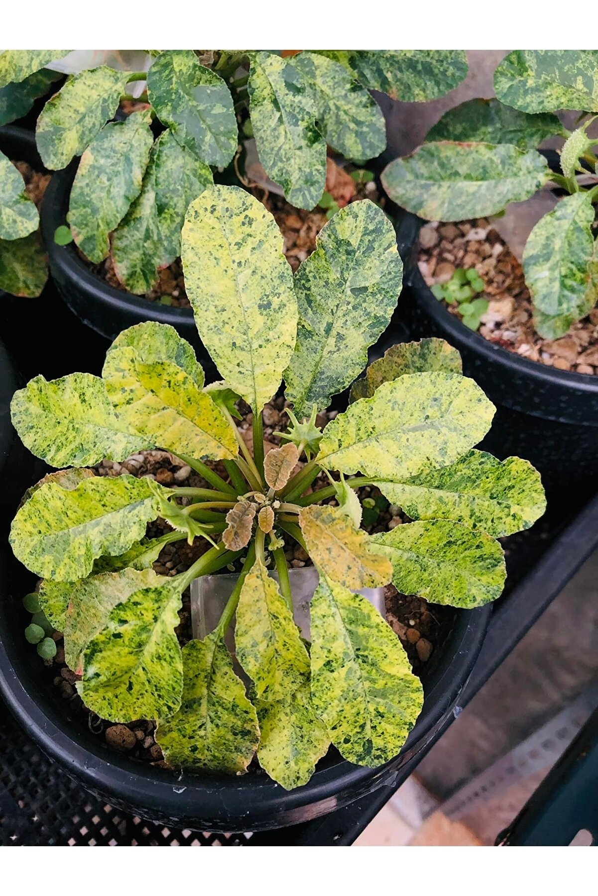 10 Adetli̇k Paketlerde Karışık Dorsteni̇a Tohumları (Horwodoi̇i̇,Cri̇spa Yellow Spotted,Foeti̇da Ssp)