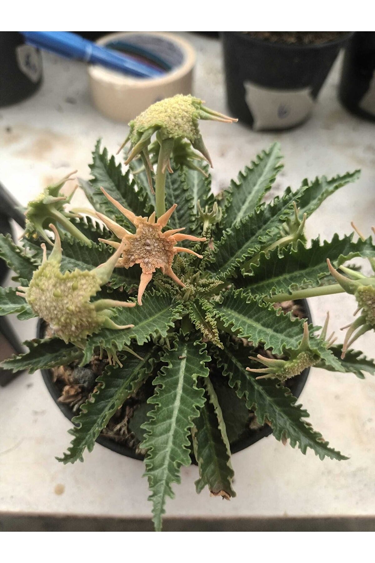 10 Adetli̇k Paketlerde Karışık Dorsteni̇a Tohumları (Horwodoi̇i̇,Cri̇spa Yellow Spotted,Foeti̇da Ssp)