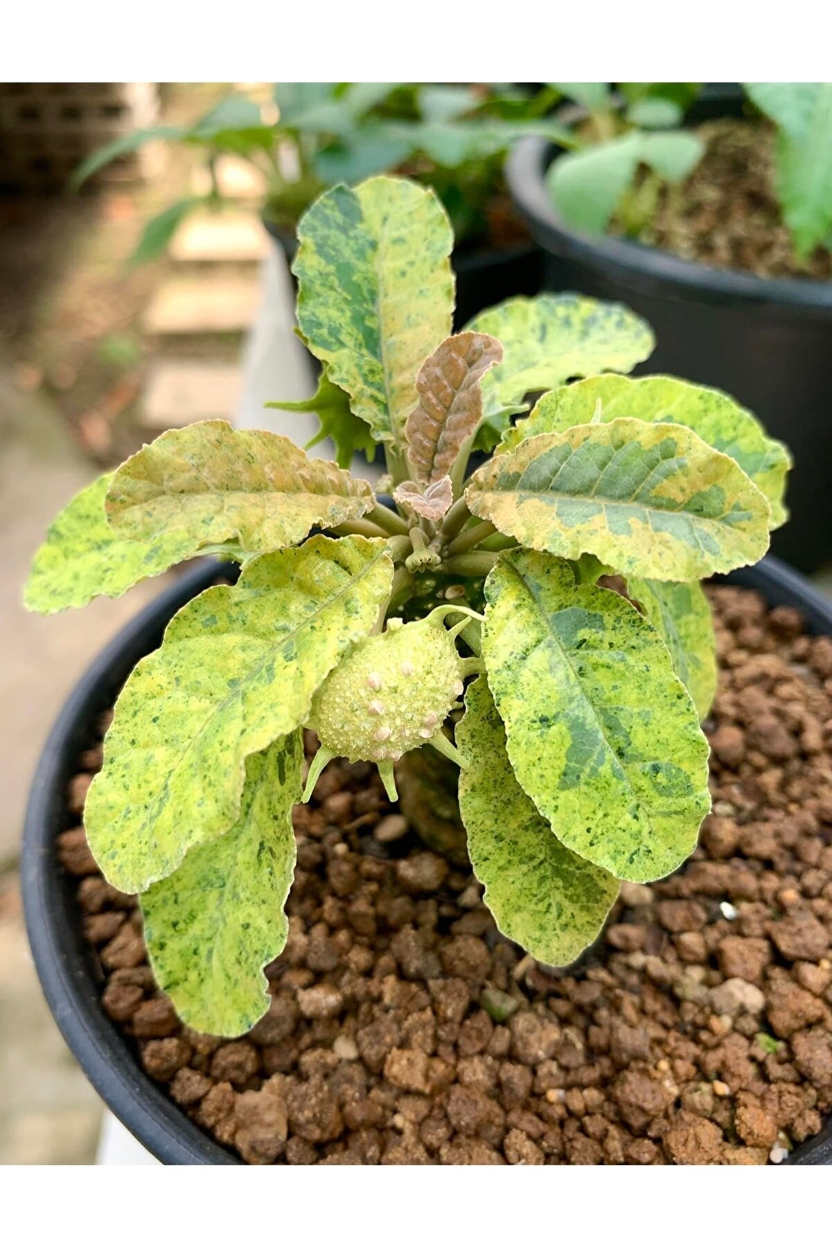 10 Adetli̇k Paketlerde Karışık Dorsteni̇a Tohumları (Horwodoi̇i̇,Cri̇spa Yellow Spotted,Foeti̇da Ssp)