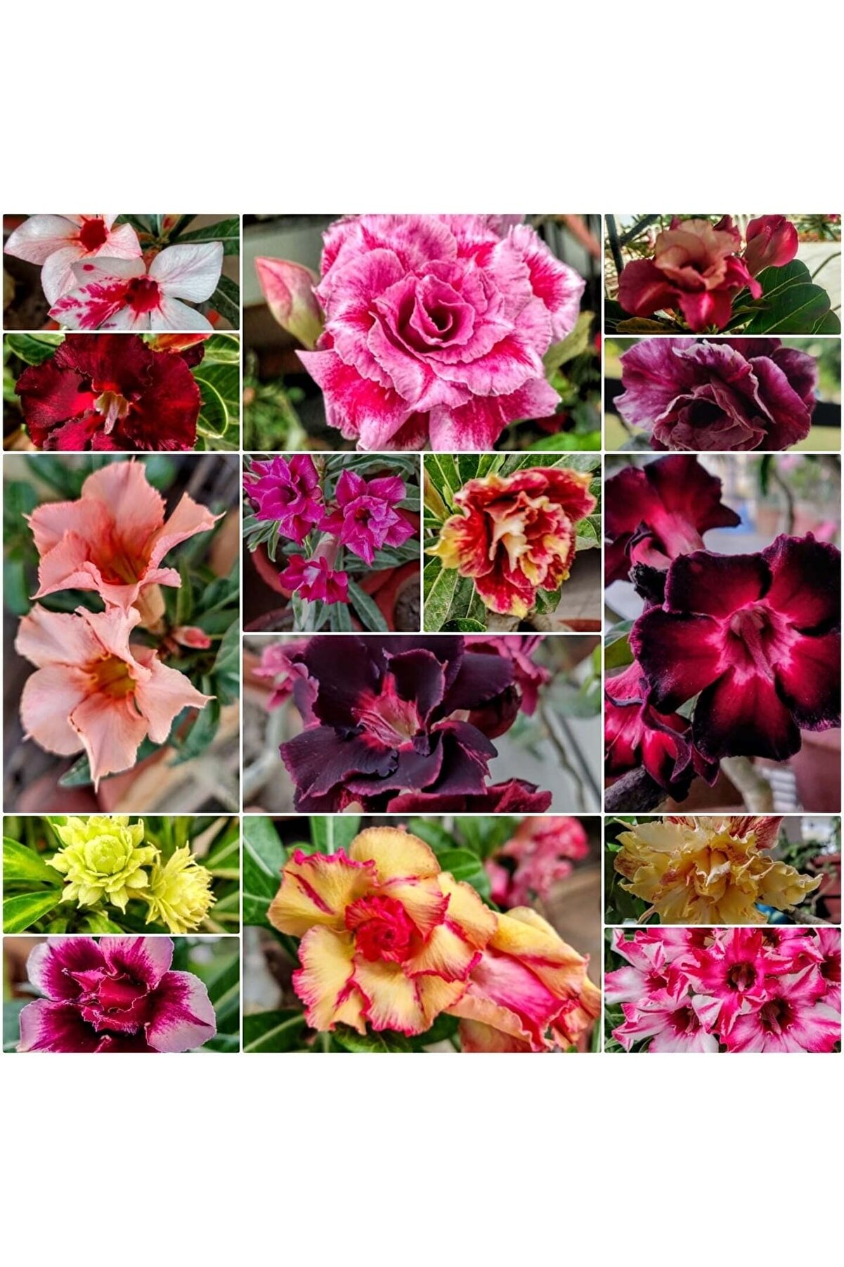 İthal 100 Adet Karışık Renklerde Adenium Çöl Gülü Tohumu