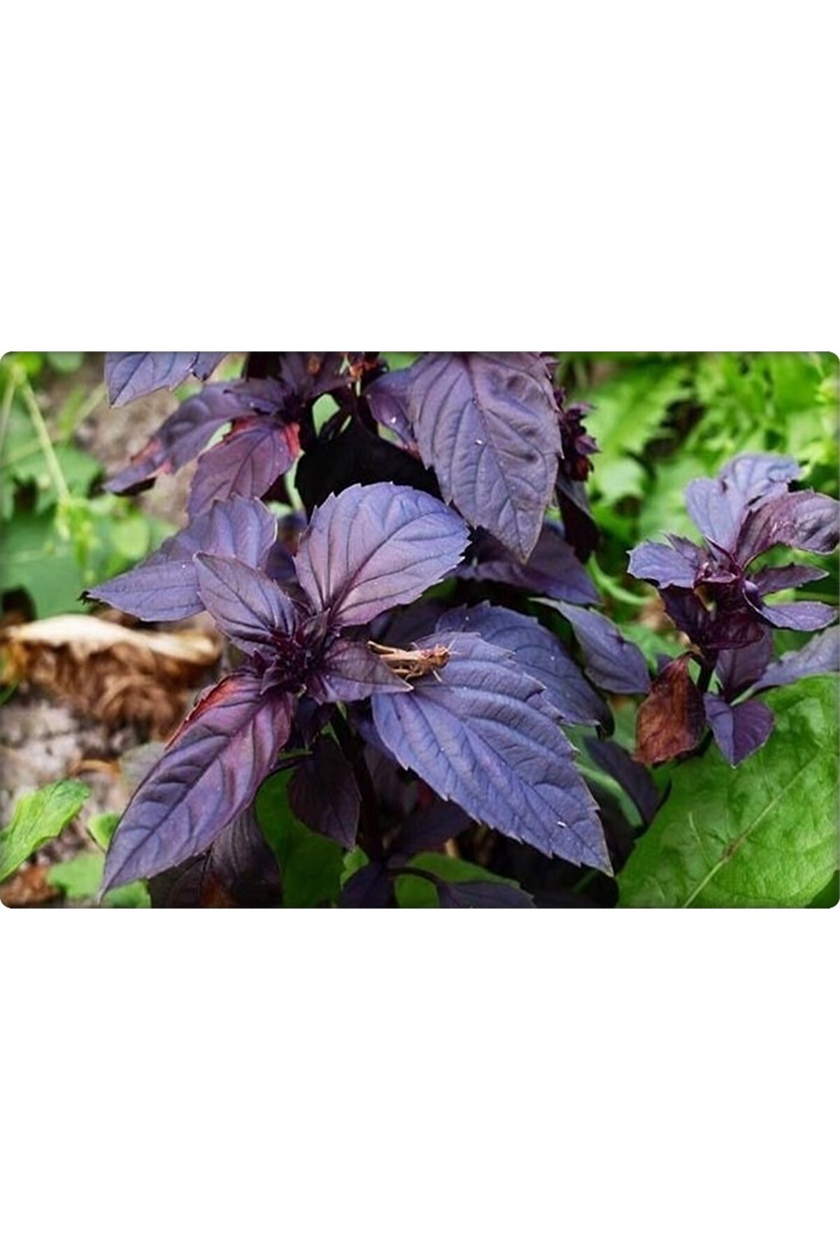 Mor Fesleğen (Reyhan) Tohumu 100 Adet