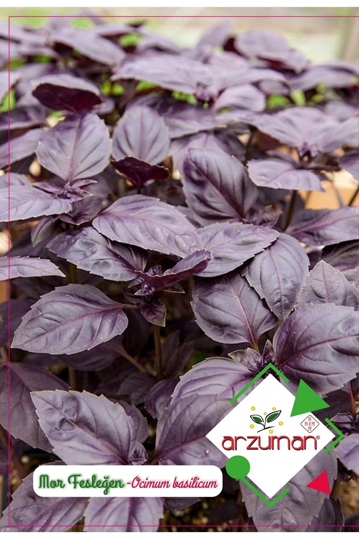 Arzuman Mor Fesleğen (REYHAN) Tohumu 100 Adet