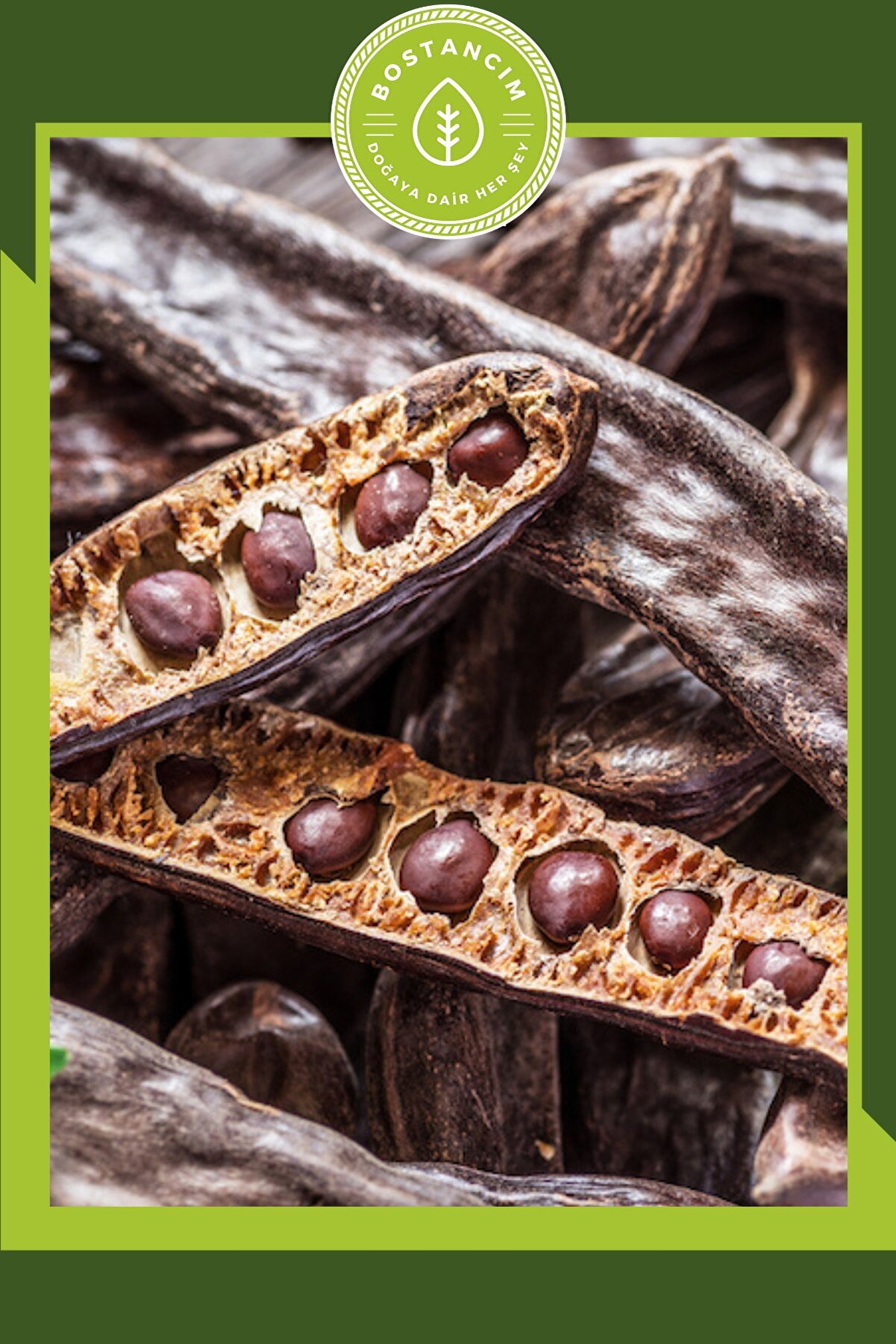 bostancım Harnup-keçiboynuzu Tohumu (15 Adet)