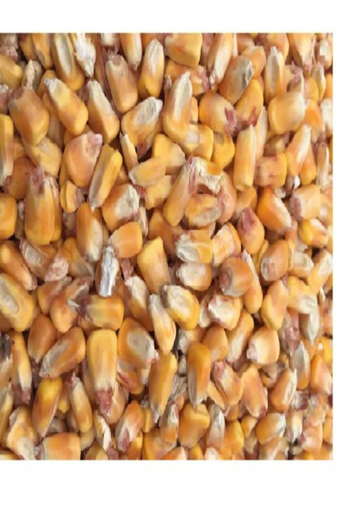 Dsa Tane Mısır 2.5 Kg T&uuml;m Mısır Yemli̇k Mısır Hayvan Yemi̇ "Balık Yemi̇"