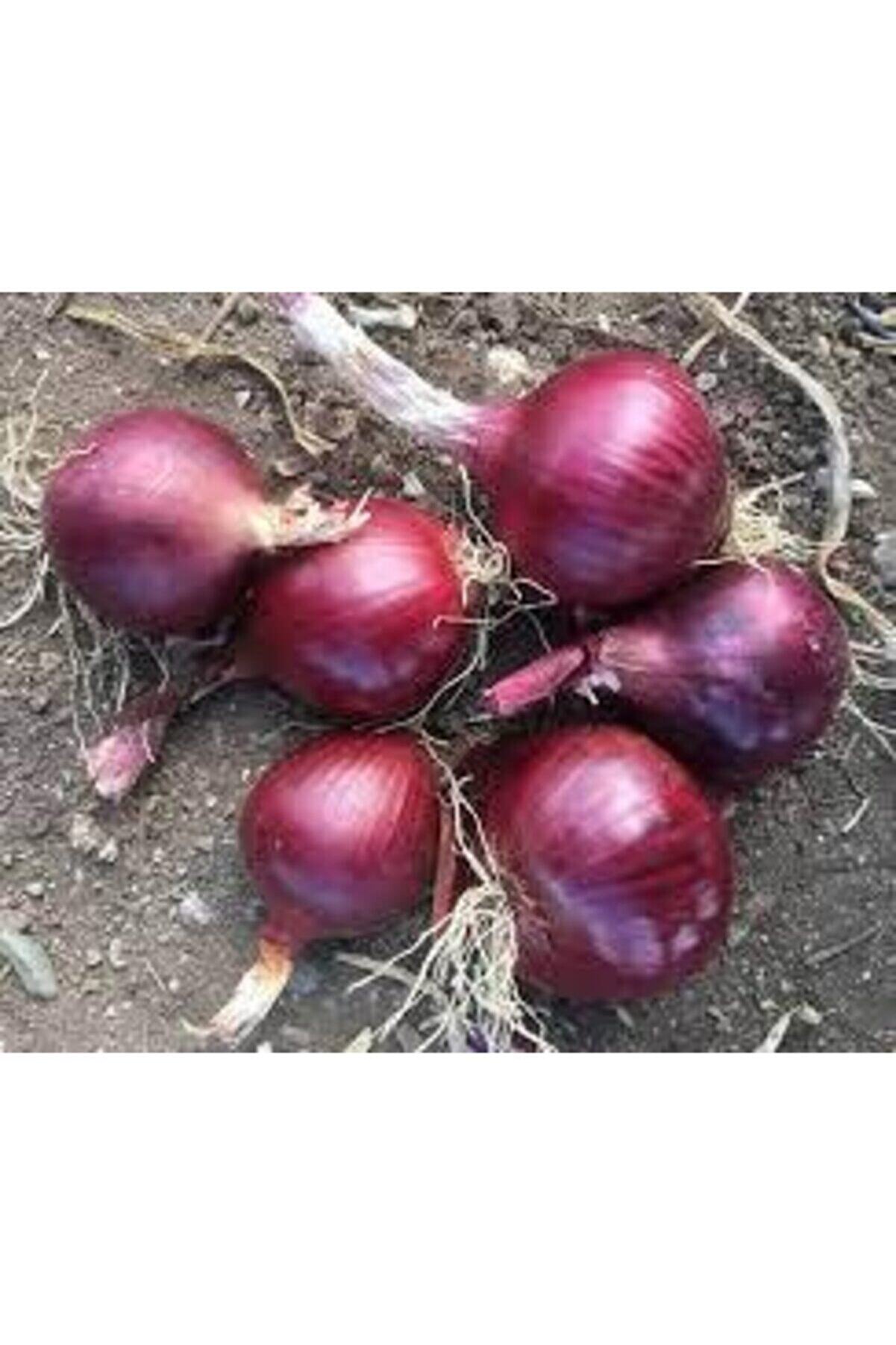 30 Adet Tohum Yerli̇ Mor Soğan Tohumu Ata Tohum
