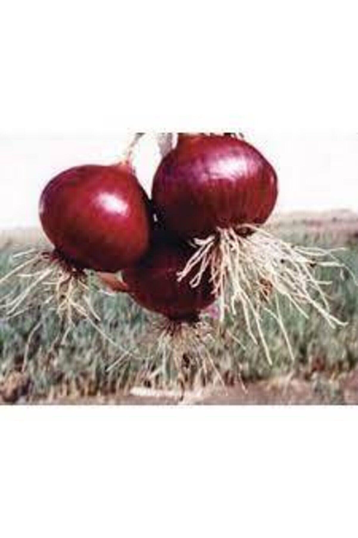 30 Adet Tohum Yerli̇ Mor Soğan Tohumu Ata Tohum