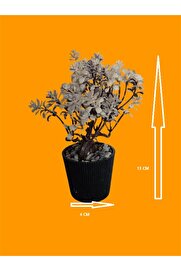 Yapayçi̇çekhome Yapay Çi̇çek Ağac Boyutu 4 Cm X13 Cm