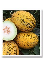 Mitofarm Tohumculuk Kırkaağaç Kavun Tohumu 10Gr