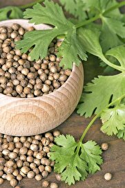 Zengarden Ev Ve Bahçe Şifalı Kişniş Tohumu Cilantro Coriandrum Sativum
