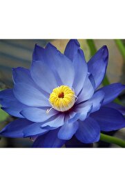 Naturel Tohum Karışık Renkli Lotus Çiçeği Tohumu
