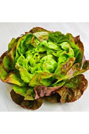 Zengarden Ev Ve Bahçe Minyatür Fındık Marul Tohumu Bronze Mignonette
