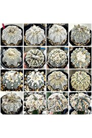 Bade 100 Adet Kaktüs Tohumu Karışık Astrophytum Astro ( 5 Ribs,kıkko,superkabuto ,star Type, V Type )
