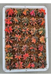 Bade 100 Adet Tohum Kaktüs Gymnocalycium Gymno Variegate Mix Karışık Tiger ,Lb , Lb Hd, Pink Diamond