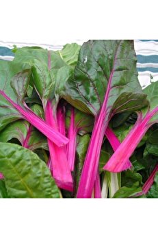 Zengarden Ev Ve Bahçe Pink Lipstick Pembe Pazı Tohumu Chard