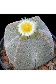 Zengarden Ev Ve Bahçe Astrophytum Myriostigma Tohumu 4 Loblu