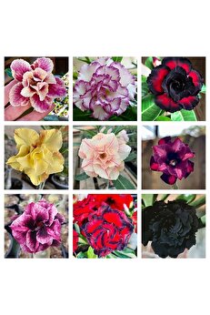 Bade 10 Adet Karışık Renklerde Adenium Çöl Gülü Tohumu