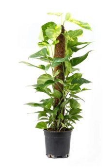 BİLEN ÇİÇEK TASARIM 100 Cm Bitki Destek Çubuğu
