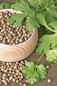 Zengarden Ev Ve Bahçe Şifalı Kişniş Tohumu Cilantro Coriandrum Sativum