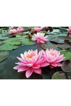 Ata Tohumculuk 1 Adet Tohum Nadir Bulunan Pembe Lotus Çiçeği Tohumu Lotus Su Çiçeği Tohumu Nilüfer Çiçeği Tohumu