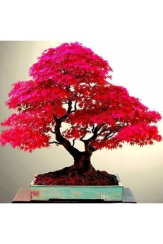 ata tohumculuk 5 Adet Tohum Bodur Bonsai Japon Red Maple Ağacı Bonzai Tohumu Süpriz Hediye Bonsai Ağacı Tohumu