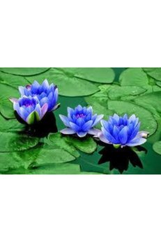 Ata Tohumculuk 2 Adet Tohum Nadir Bulunan Mavi Lotus Çiçeği Tohumu Lotus Su Çiçeği Tohumu Nilüfer Çiçeği Tohumu