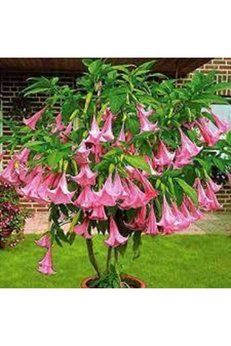 Ata Tohumculuk 5 Adet Tohum Nadir Bulunan Meleklerin Borozanı Pembe Angel Trumpet Çiçeği
