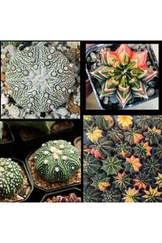 Bade Shop 100 Adet  Karışık Kaktüs Tohumu (Gymnocalycium Gymno Ve Astrophytum Astro )