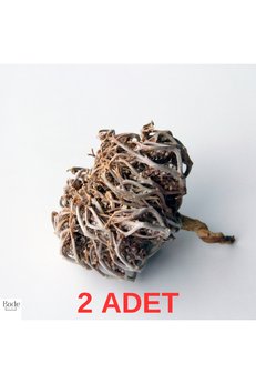 Bade Shop 2 Adet Meryem (Meryam) Ana Eli Otu - Fatma Ana Eli Otu (Anastatica Hierochuntica) Kolay Doğum Için