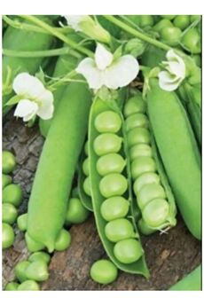 Aksaray Tohumculuk Standart Bezelye Tohumu 50 Gr Tohum Aksaray Tohumculuk