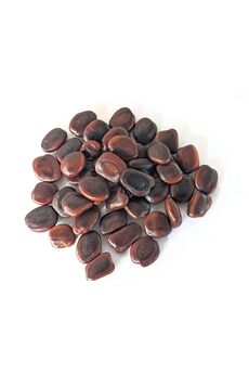 Bade Shop 5 Adet Tamarind Demirhindi Tohumu, Taze  Demir Hindi Tohumu