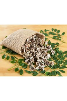 Bade Shop Moringa Ağacı Tohumu  5 Adet Tane - Mucize Ağaç