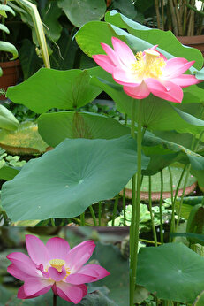 Zengarden Ev Ve Bahçe Pembe Kutsal Lotus Tohumu Nelumbo Nucifera (3 Dev Tohum)