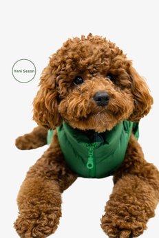 salya store Köpek Kıyafeti Puffer su geçirmez köpek montu Küçük ve orta ırk köpek kıyafeti