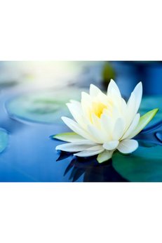 Bade Shop 3 Adet Beyaz Renk Lotus (Nilüfer) Çiçeği Tohumu