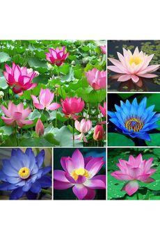 Bade Shop 5 Adet Karışık Renklerde Lotus (Nilüfer) Çiçeği Tohumu