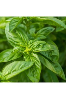 Floramut Geniş Yapraklı Italyan Fesleğen Tohumu-100 Tohum