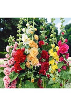 Zengarden Ev Ve Bahçe Katmerli Gülhatmi Tohumu Hibrit Chaters Double Alcea Rosea Hollyhock