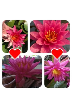 Bade Shop 4 Adet Karışık Nadir Renklerde Lotus (Nilüfer) Çiçeği Tohumu