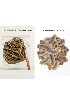 Bade Shop Meryem Ana Otu 1 Adet + Açlık Otu 100 Çayı Gr | Doğal Detoks Ve Sindirim Desteği