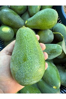 ADKTROPİKAL 5 Adet Avokado Jumbo BOY
