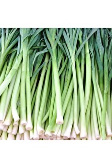 Floramut Uzun Bacaklı Pırasa Tohumu-10 Gram