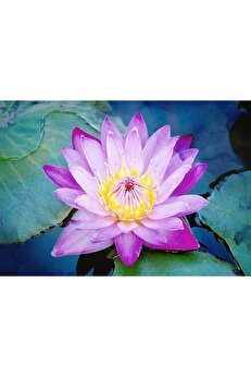 Yıldırım Shopstore 1 Adet Mor Lotus Tohumu Nilüfer Tohumu