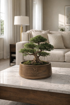 ESG PLUS Cookie 17 cm Eskitme Dekoratif Beton Kaktüs Sukulent ve Bonsai Saksısı – El Yapımı