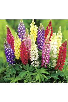 Larstkas Lupinus Acı Bakla Çiçeği Tohumu - 5 Adet