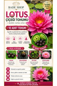 Bade Shop 10 Adet Karışık Renklerde Lotus (Nilüfer) Çiçeği Tohumu