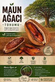 Bade Shop 2 Adet Maun Ağacı Tohumu (Mahogany) – Yüksek Çimlenme Garantili, Değerli Ve Hızlı Büyüyen Ağaç