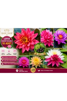 Bade Shop Lotus Çiçeği Tohumu 10 Adet – Kutsal Lotus (Nelumbo Nucifera) Nilüfer Su Çiçeği Tohumu