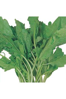 Arzuman Tohumculuk Tere Tohumu Yerli 10 Gram