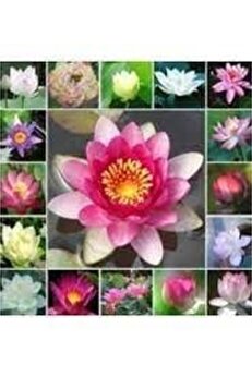Esranın Dünyası 10 Adet Karışık Renkte Lotus Tohumu - Nilüfer Tohumu Seti